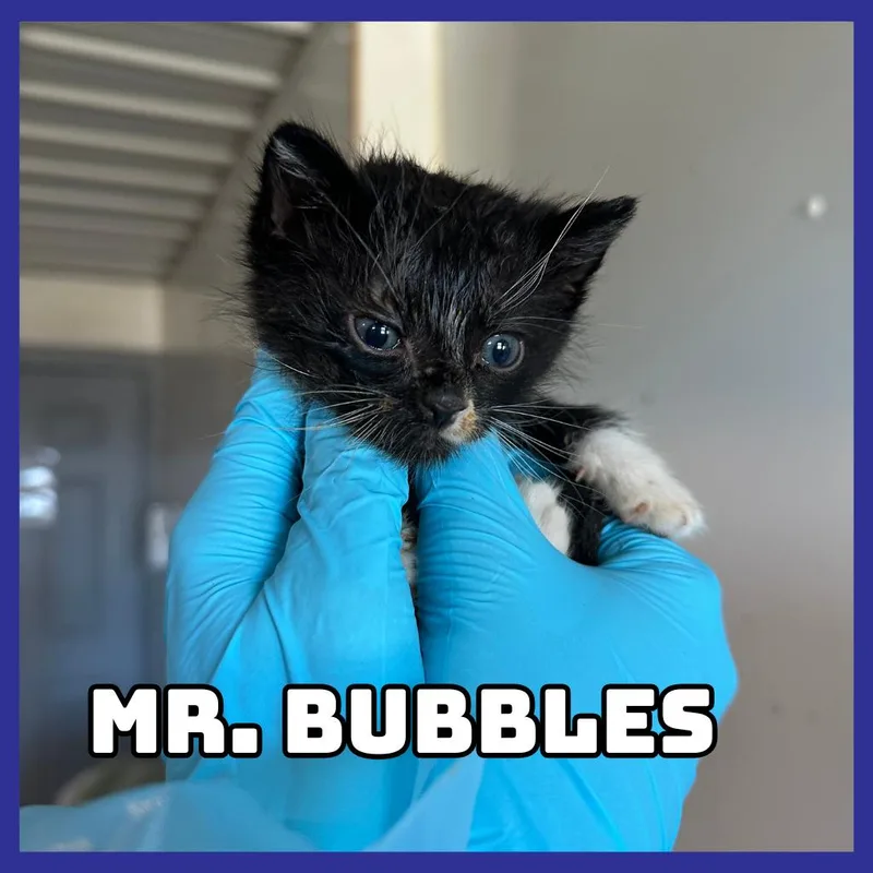 Mr. Bubbles