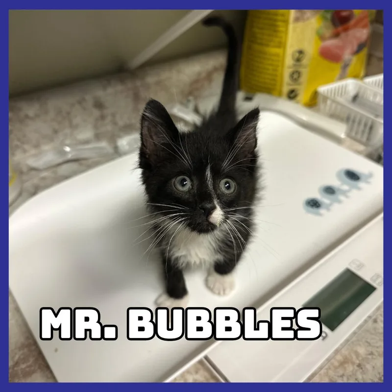 Mr. Bubbles thumbnail 2