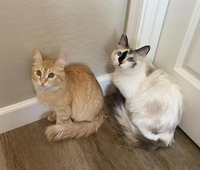 A young small-sized female Orange / Red Domestic Medium Hair cat named Rustie Wigglebottom for adoption in Chandler, AZ