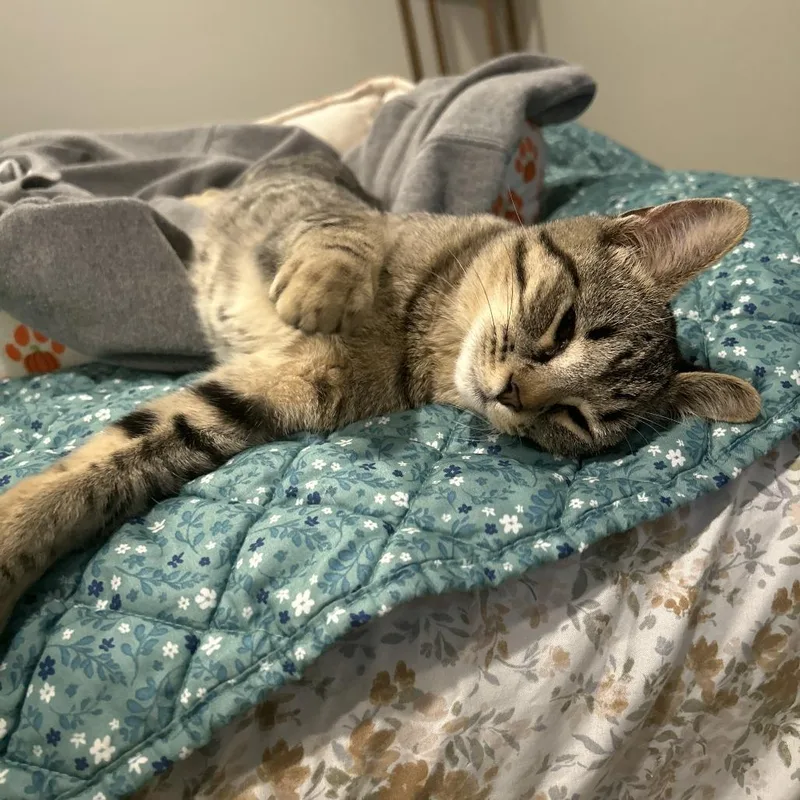 A baby small-sized female Brown / Chocolate Domestic Short Hair cat named Minnie for adoption in Ferndale, WA