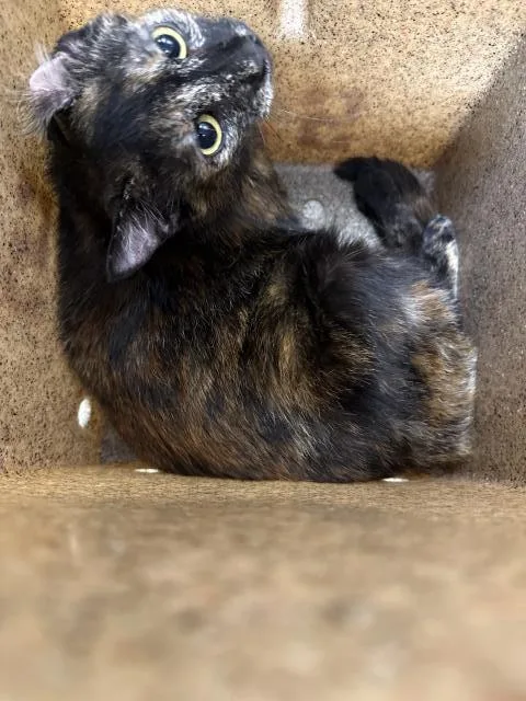 A young small-sized female Domestic Short Hair cat named Babe for adoption in Riverside, CA