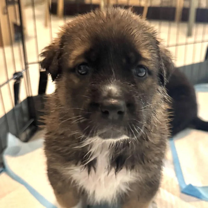 A baby medium-sized male Bicolor German Shepherd Dog dog named Mork for adoption in Houston, TX