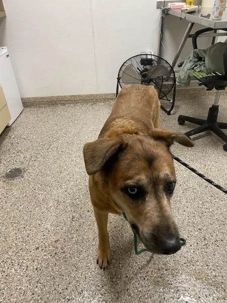 A senior large-sized male Shepherd dog named Greg for adoption in Vancouver, WA