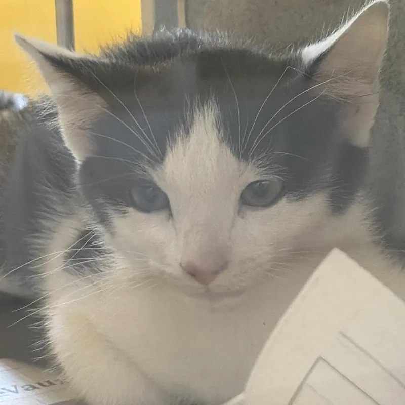 A baby small-sized male Black Domestic Short Hair cat named Gambit for adoption in Red House, WV