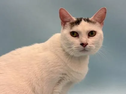An adult small-sized female Domestic Medium Hair cat named Lilly for adoption in Golden Valley, MN