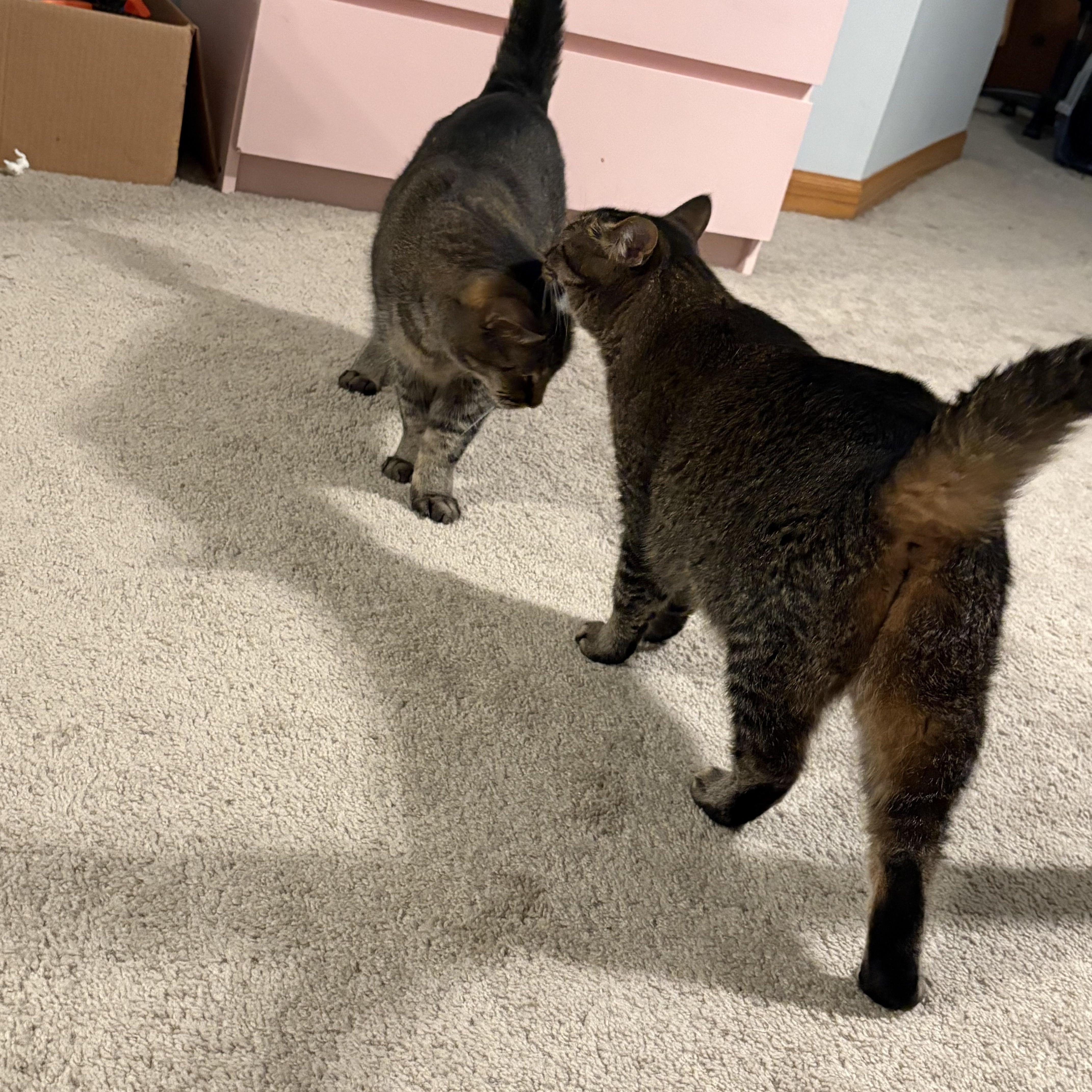 An adult medium-sized female Tabby (Brown / Chocolate) Domestic Short Hair cat named Omelet & Muffin for adoption in Mokena, IL