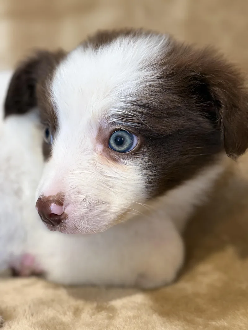 Periwinkle thumbnail 2