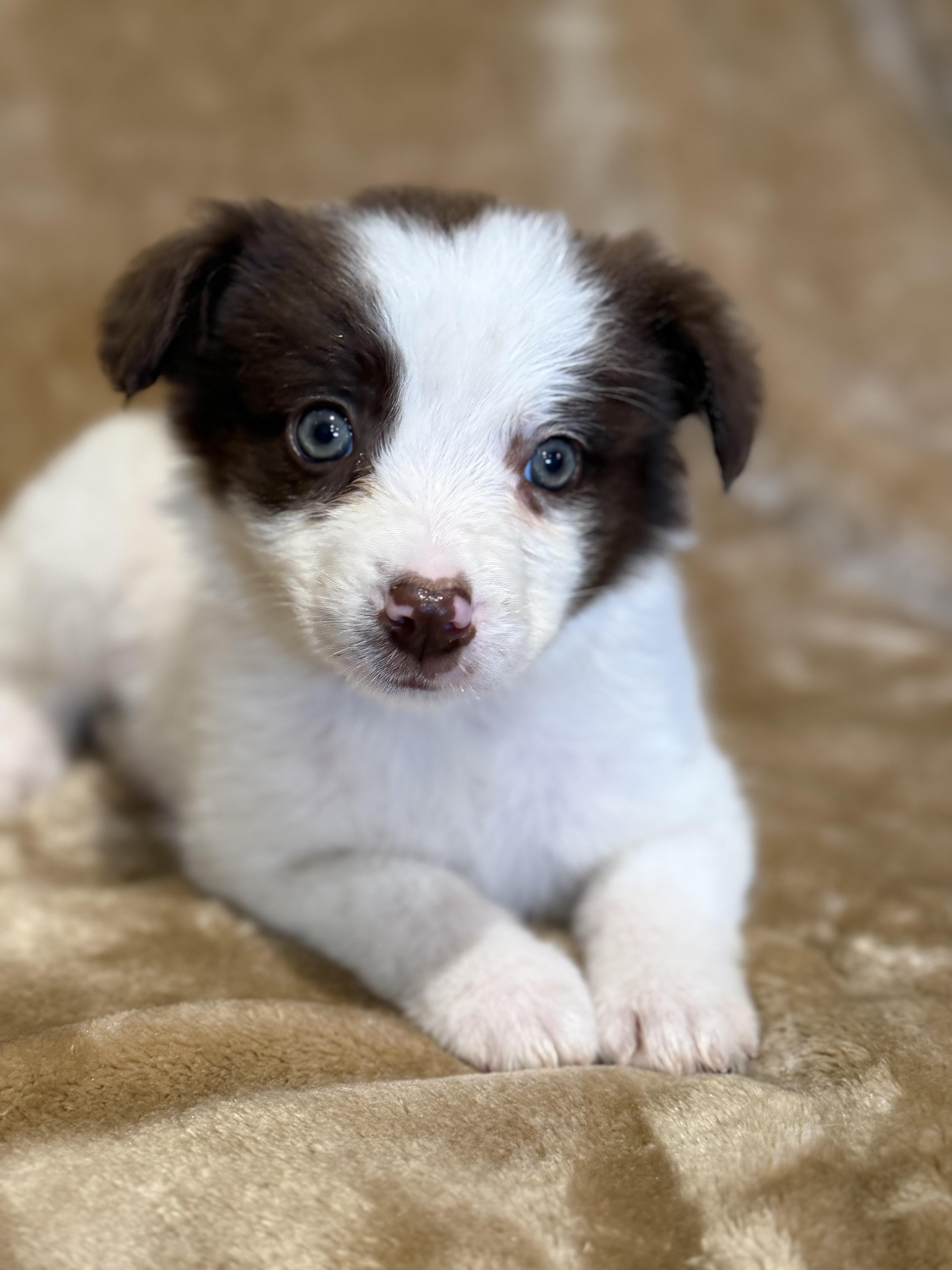 Periwinkle thumbnail 3