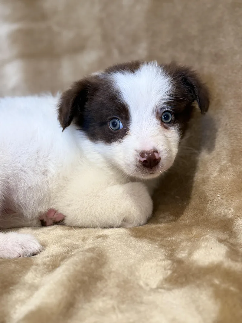 A baby medium-sized male Australian Shepherd dog named Periwinkle for adoption in Iron Ridge, WI