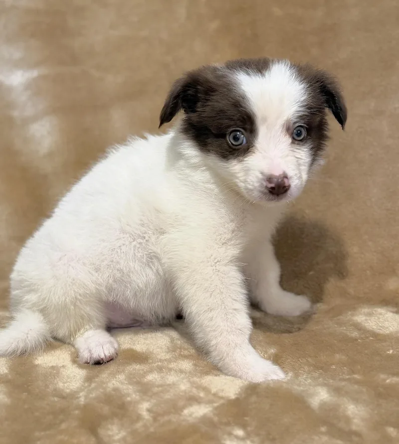 Periwinkle thumbnail 4