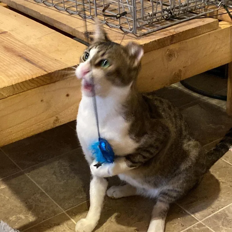 An adult small-sized male Gray / Blue / Silver Domestic Short Hair cat named Courtesy Listing  Friendly for adoption in Tuscaloosa, AL