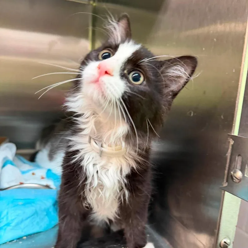 A baby small-sized male Black Domestic Medium Hair cat named Waffle for adoption in Shinnston, WV