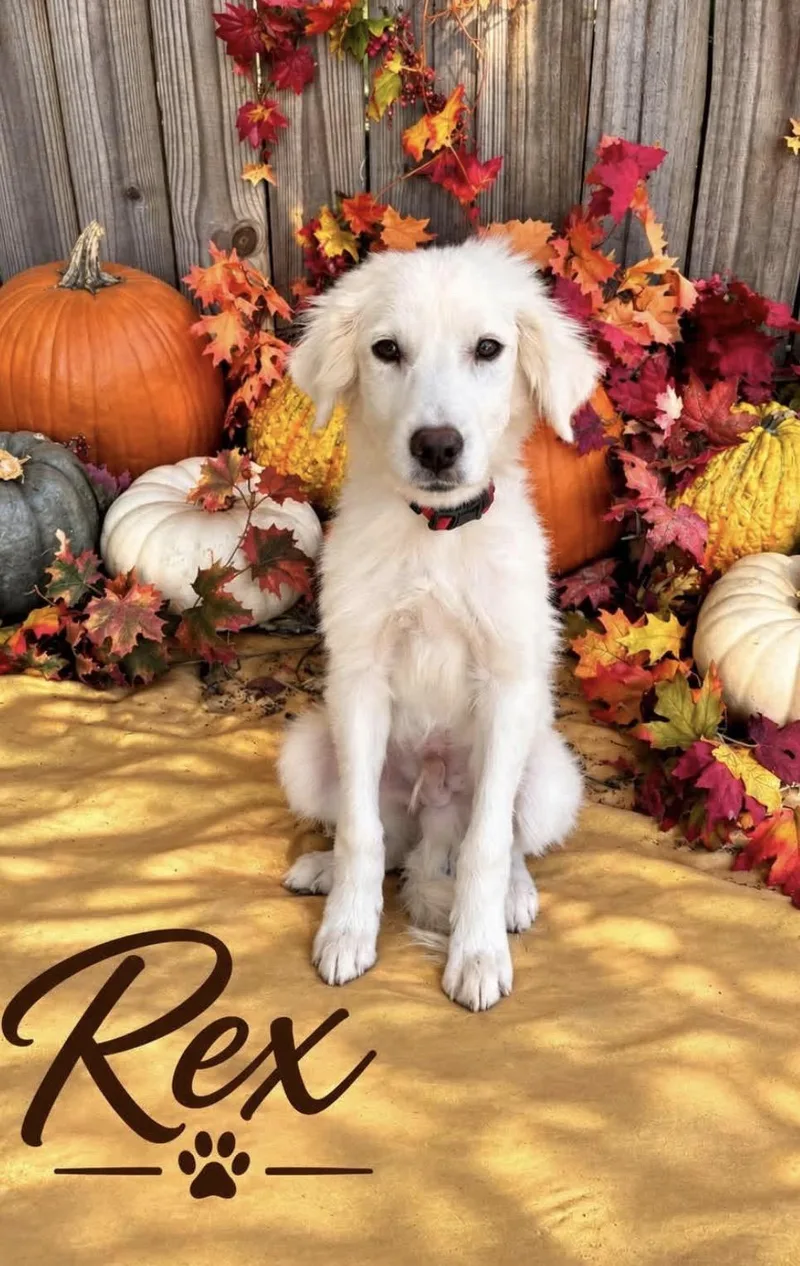 A young large-sized male Great Pyrenees dog named Rex for adoption in University Place, WA