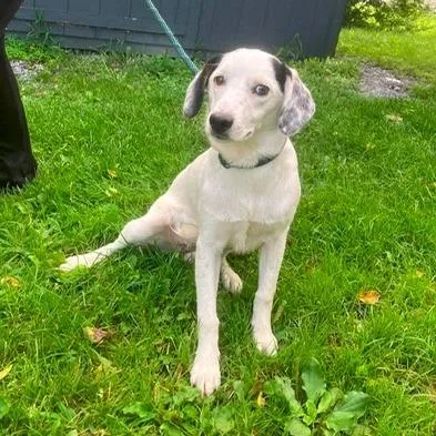 A young medium-sized female White / Cream Hound dog named Darla for adoption in Alexandria, VA