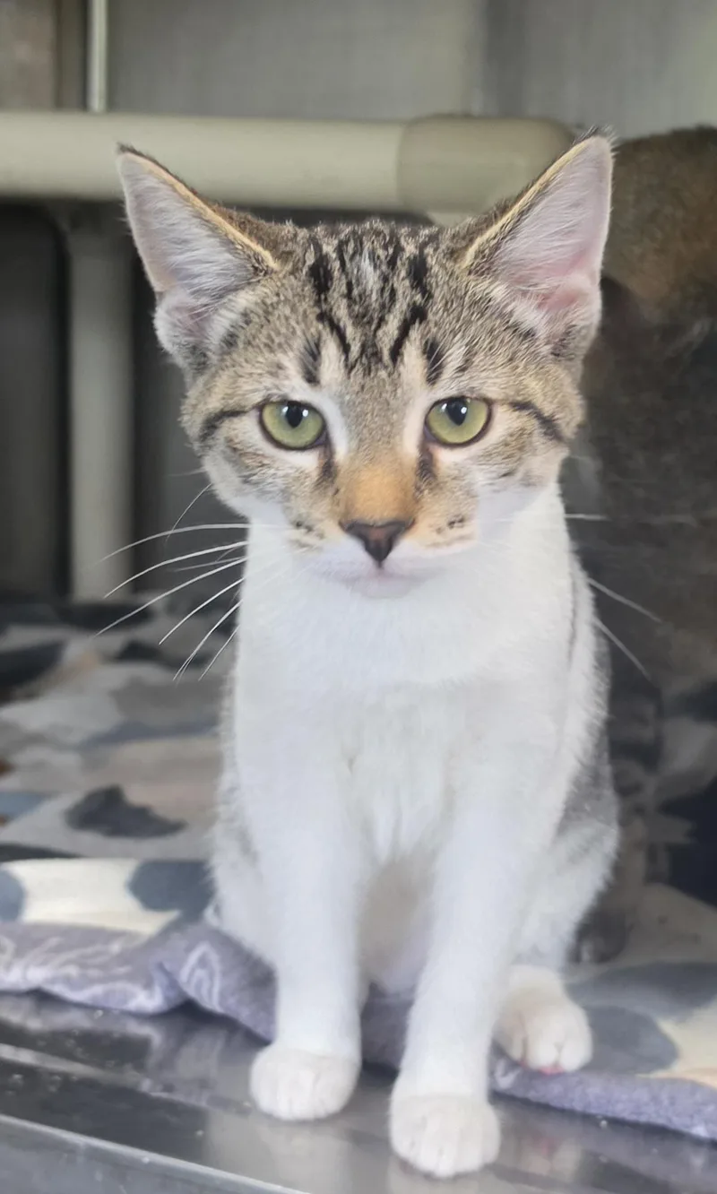 A baby medium-sized female Domestic Short Hair cat named Apple for adoption in Brainerd, MN