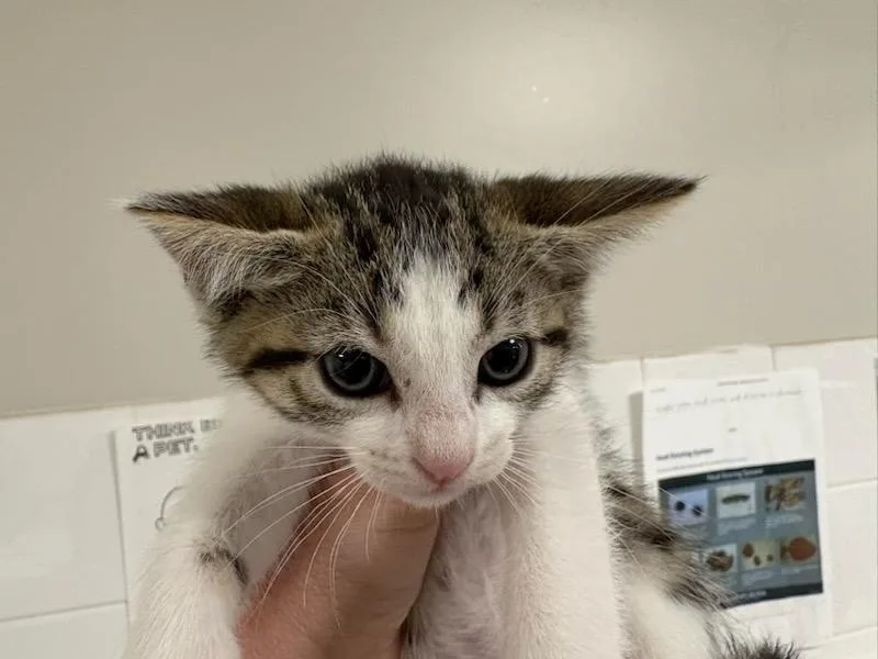 A baby medium-sized female Domestic Short Hair cat named Teeny for adoption in Chatsworth, CA