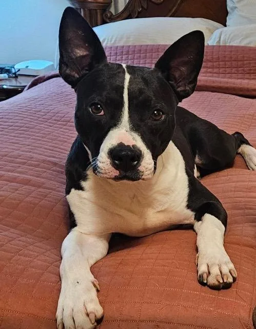 A young medium-sized male Terrier dog named Bob for adoption in Chelmsford, MA