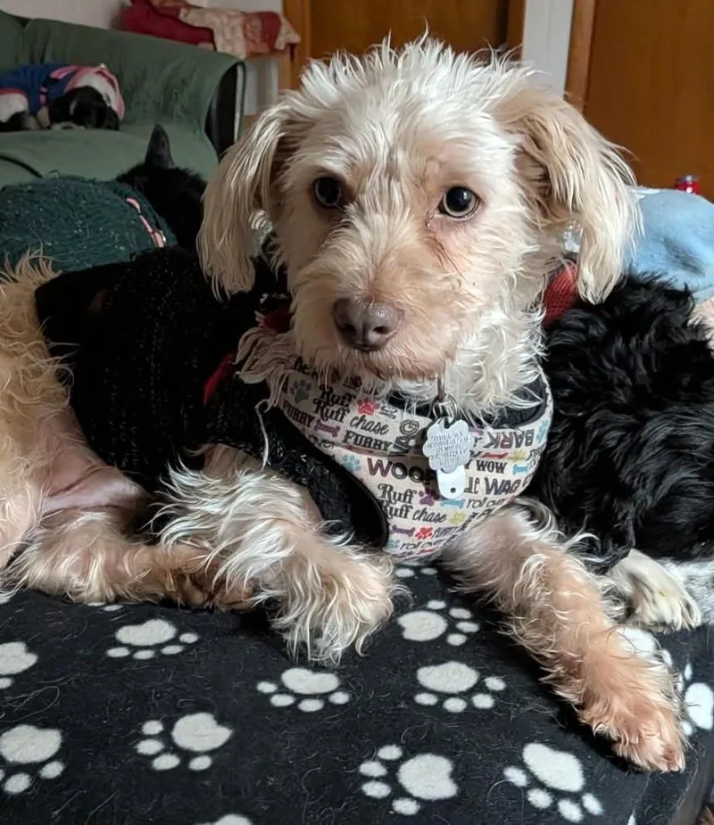 A young small-sized male White / Cream West Highland White Terrier / Westie dog named Sawyer for adoption in Crompond, NY