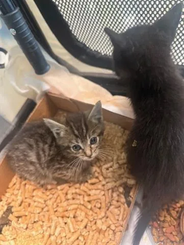 A baby small-sized male Domestic Medium Hair cat named Ollie for adoption in San Martin, CA