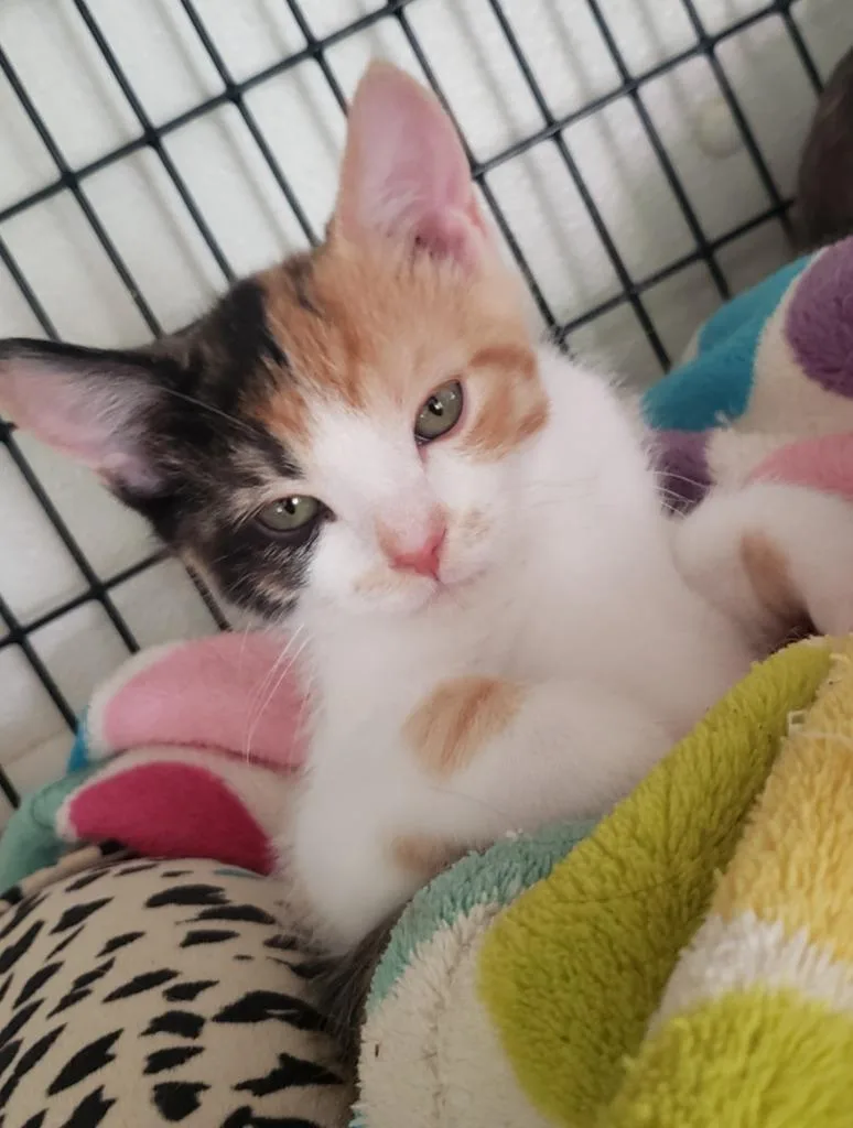 Calypso