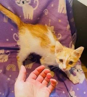 A baby medium-sized male Orange & White American Shorthair cat named Small Pizza for adoption in Houston, TX