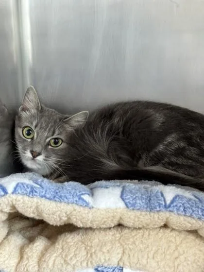 An adult small-sized female Domestic Short Hair cat named Grey Grey for adoption in Roseville, CA