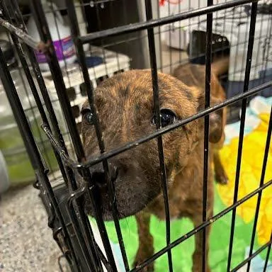 A baby medium-sized female Brown / Chocolate Mixed Breed dog named Cristina for adoption in Jeffersonville, IN