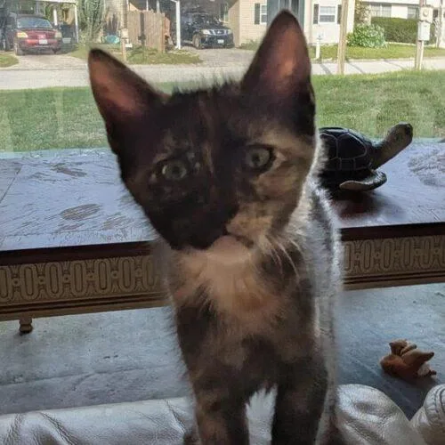 A baby small-sized female Tortoiseshell Domestic Short Hair cat named Rachel for adoption in Tampa, FL