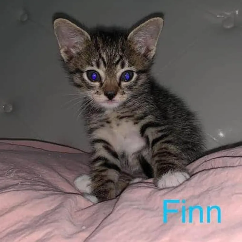 An adult small-sized male Black Domestic Short Hair cat named Finn for adoption in Hemet, CA