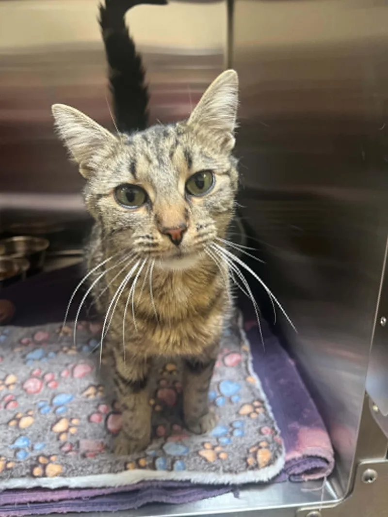 An adult medium-sized female Tabby (Brown / Chocolate) Domestic Short Hair cat named Flossy for adoption in Chambersburg, PA