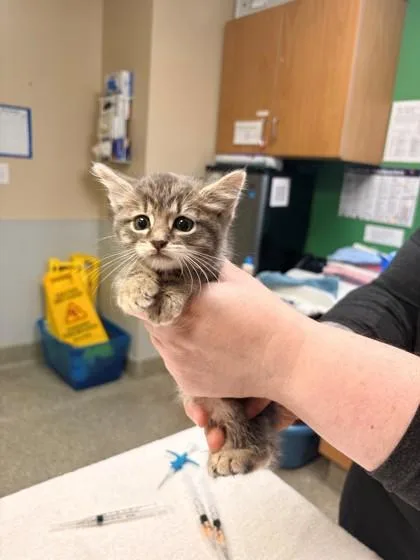 A young medium-sized female Domestic Short Hair cat named Minnie for adoption in Kansas City, MO
