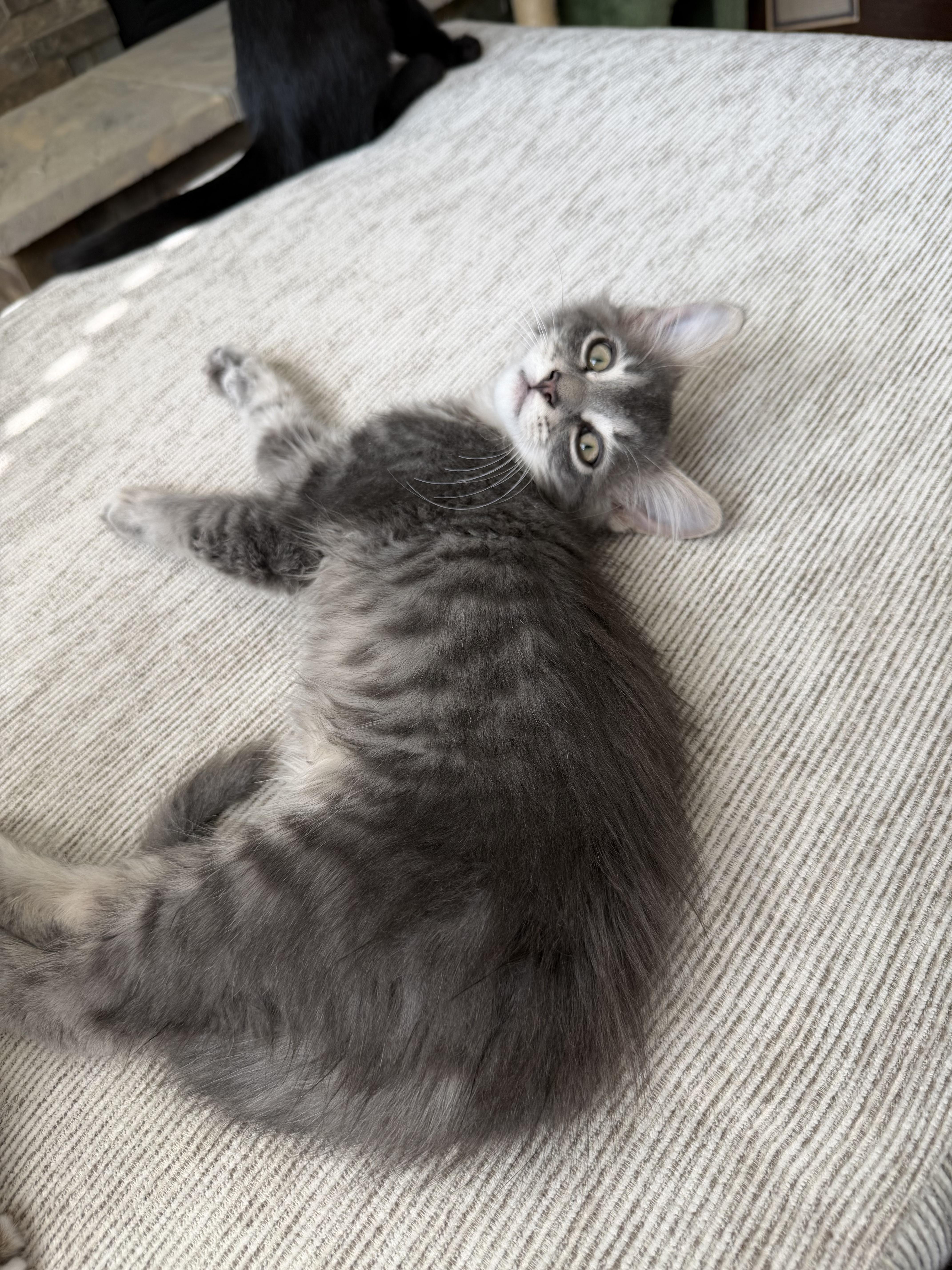 A baby small-sized male Tabby (Gray / Blue / Silver) Domestic Medium Hair cat named Sam for adoption in Columbia, MO