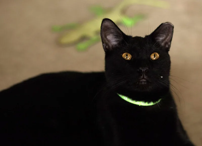 An adult medium-sized male Black Domestic Short Hair cat named Sporty Spice for adoption in Marana, AZ