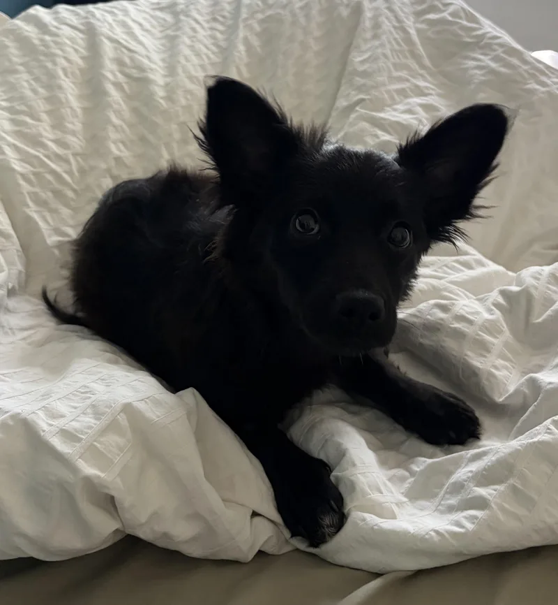 A young small-sized female Scottish Terrier dog named Farrah for adoption in Penryn, CA