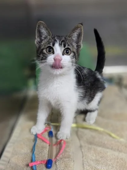 A baby small-sized female Domestic Short Hair cat named Pool Floatie for adoption in Westland, MI