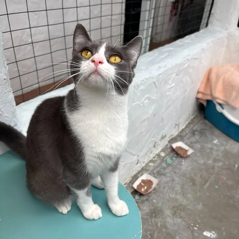 A young small-sized female Domestic Short Hair cat named Pear for adoption in Los Angeles, CA