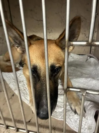 An adult large-sized female German Shepherd Dog dog named Ivy for adoption in Gainesville, FL