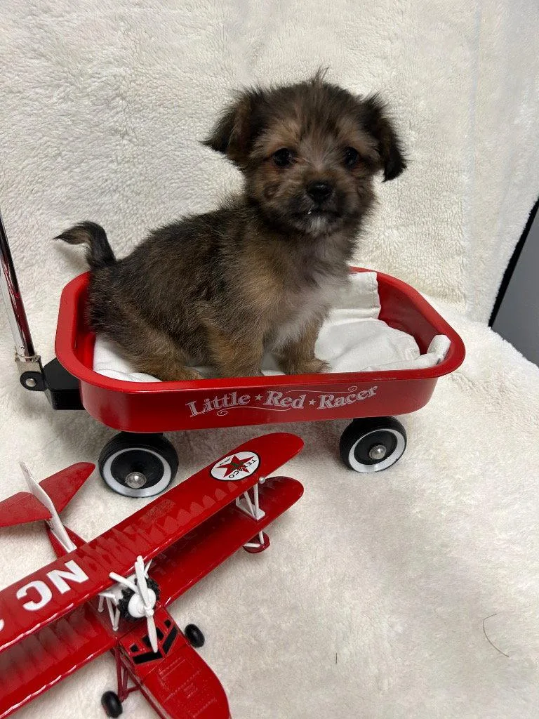 A baby small-sized male Shih Tzu dog named Wilbur for adoption in Ellijay, GA