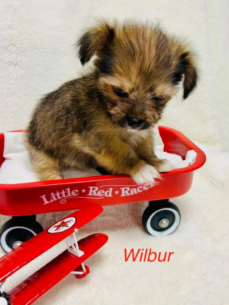 Wilbur thumbnail 2