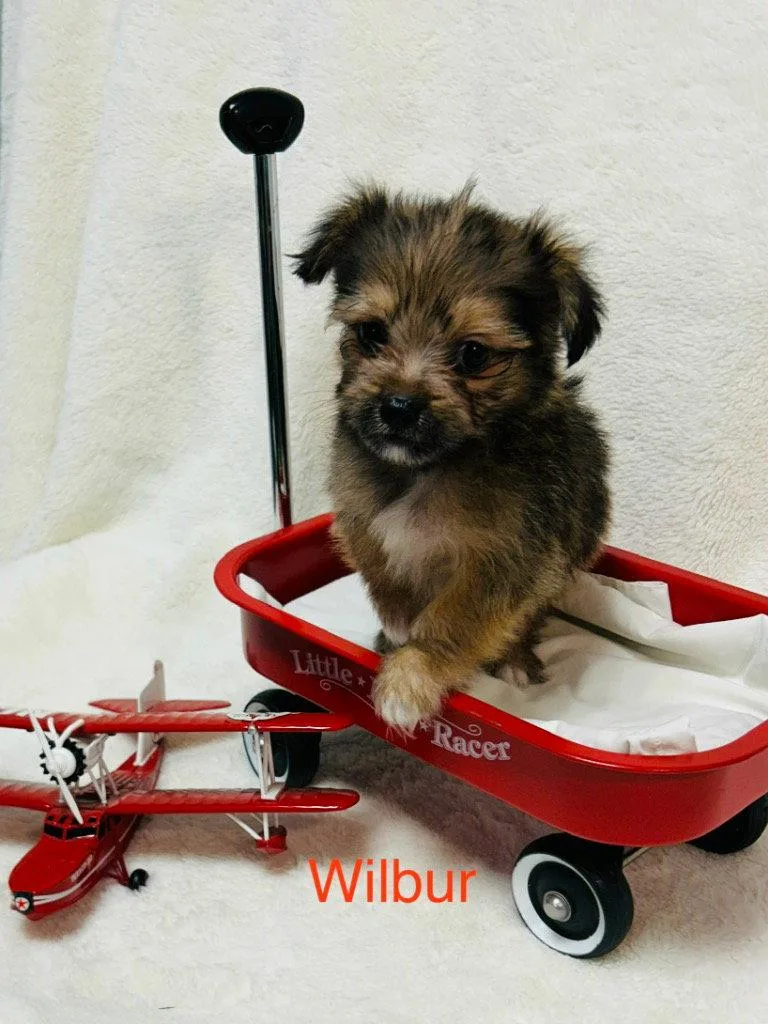 Wilbur thumbnail 3