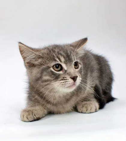 A baby small-sized male Domestic Short Hair cat named Jasper for adoption in Morton Grove, IL