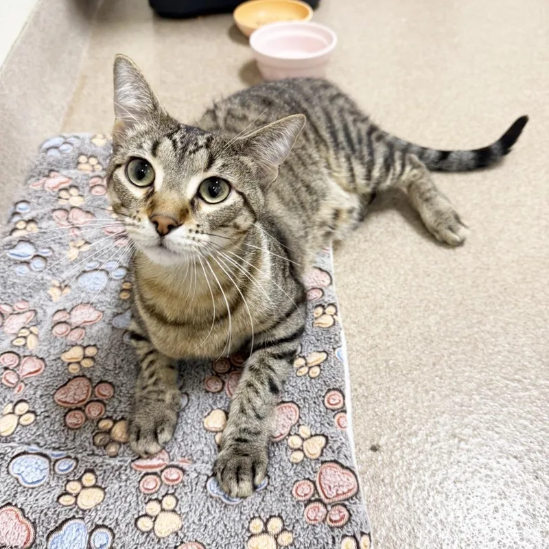 A young medium-sized male Brown / Chocolate Domestic Short Hair cat named Mack for adoption in Oshkosh, WI