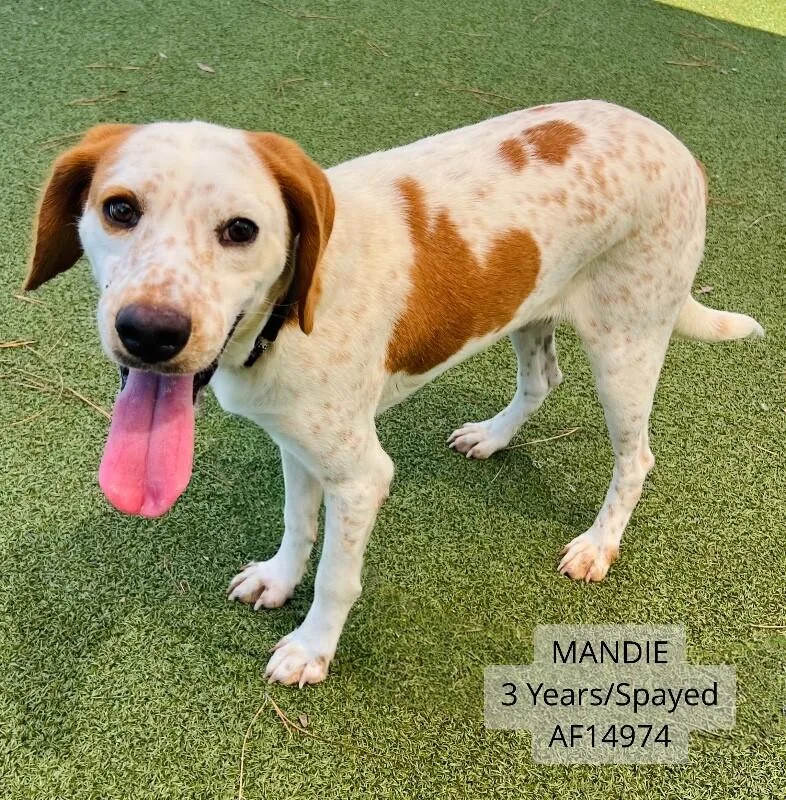 Mandie
