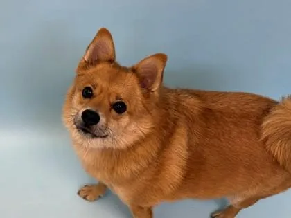 Kenzo