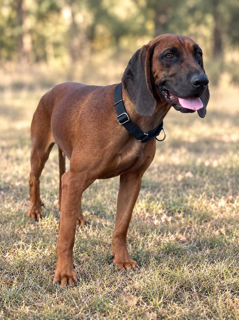 Cooper