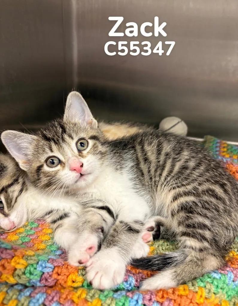 A baby medium-sized male Domestic Short Hair cat named Zack for adoption in Clarksville, TN