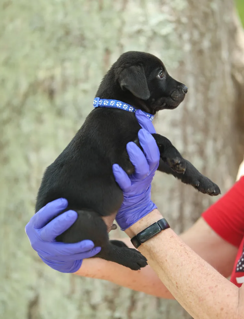 Blake thumbnail 3