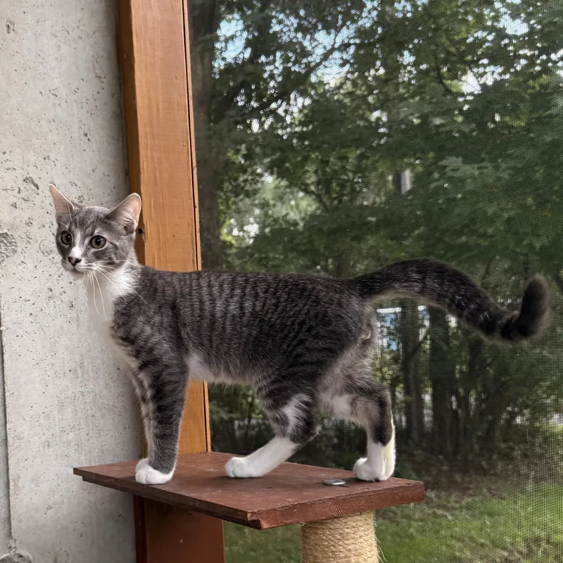 A young medium-sized male Gray & White Domestic Short Hair cat named Smokey for adoption in Schenectady, NY