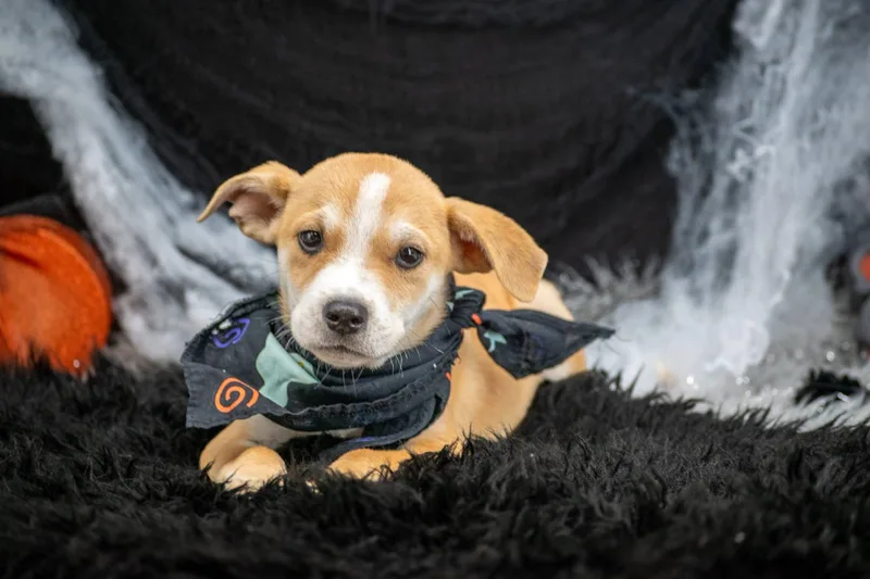 Boogie Pup