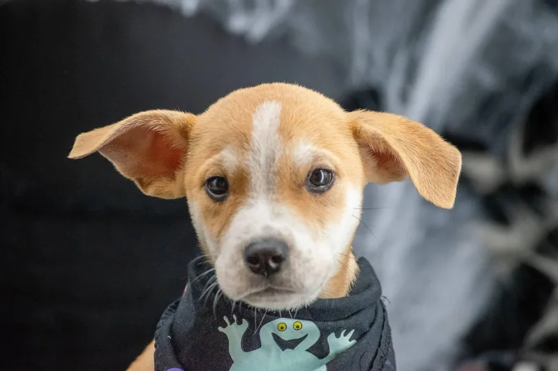 Boogie Pup thumbnail 2